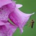 Foxglove 270609_2